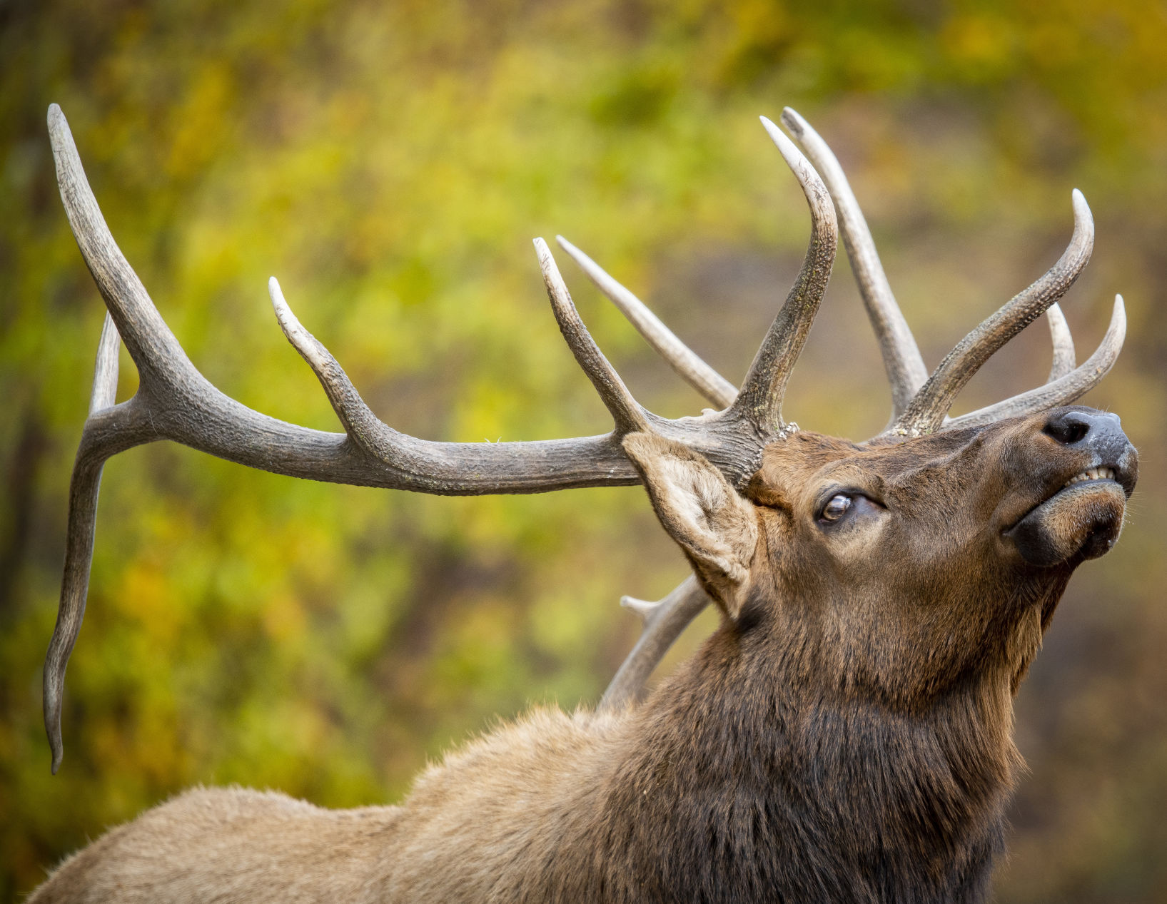 101318-news-elk 002